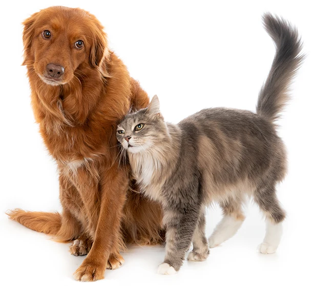 plano funerário pet pax e paz cão e gato